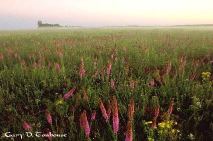 Nature Photography by Gary D. Tonhouse